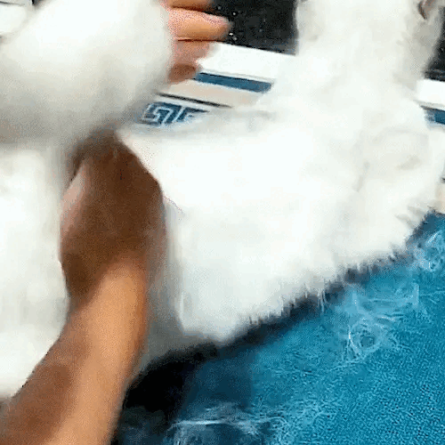 Pet Grooming Brush⭐